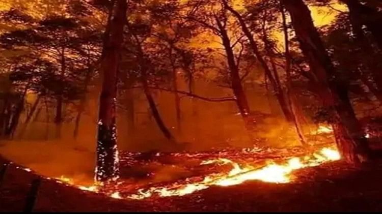 हिमाचल प्रदेश की जंगलों में लगी आग।