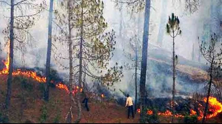 जंगल में आग बुझाते फायर कर्मचारी।