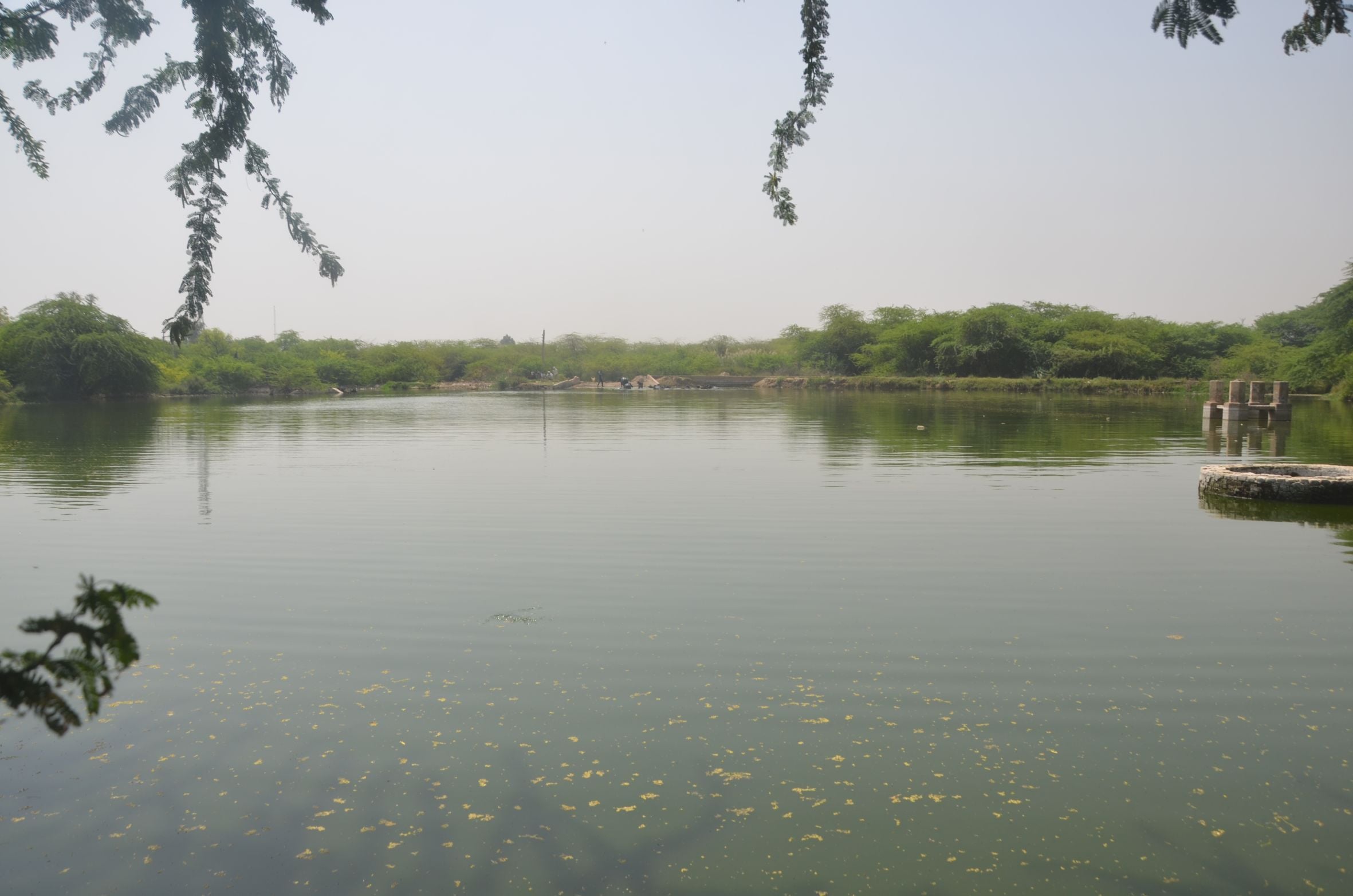 दूषित पानी से लबालब समसपुर गांव को जोहड़। दूषित पानी से लबालब समसपुर गांव को जोहड़।