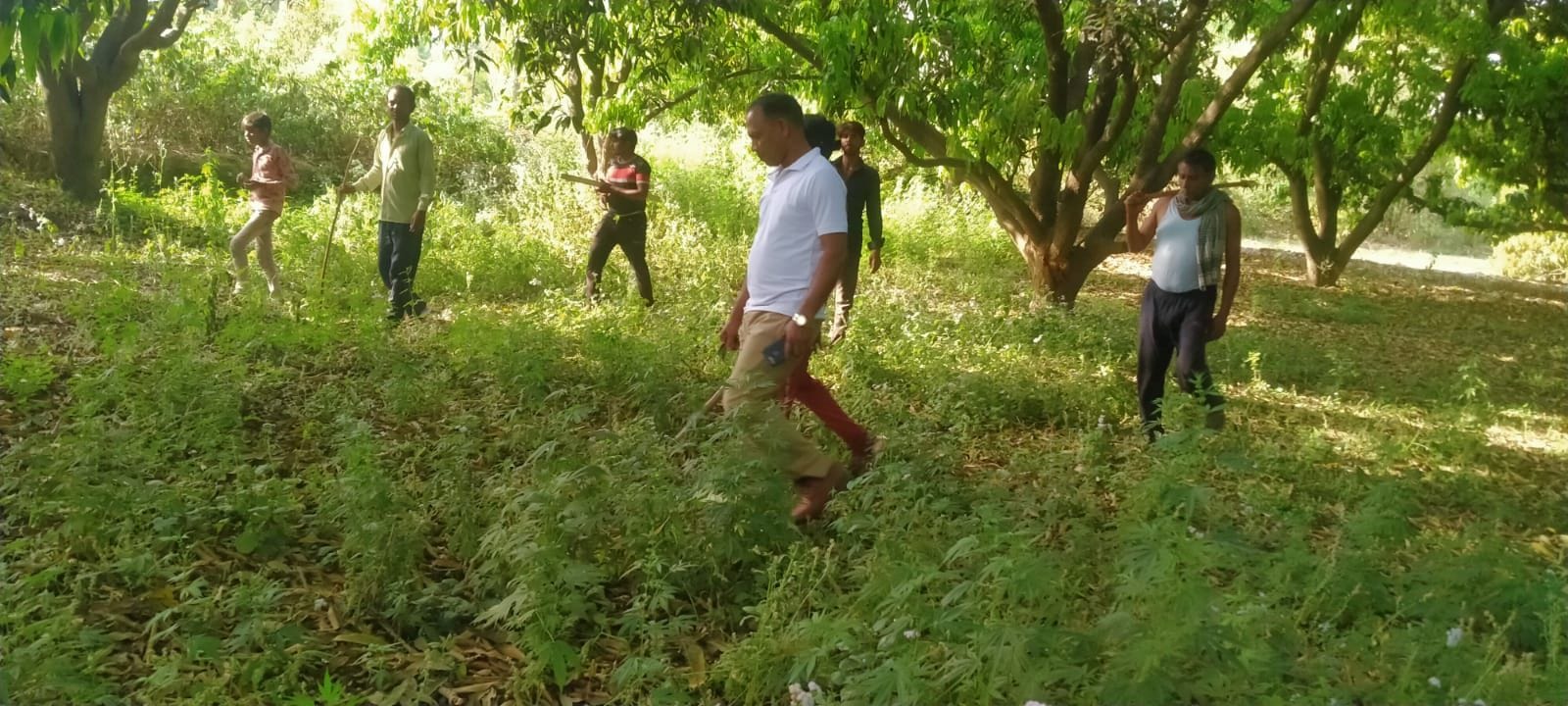 आम के बाग में कांबिग करते वन विभाग के अधिकारी व ग्रामीण। संवाद आम के बाग में कांबिग करते वन विभाग के अधिकारी व ग्रामीण। संवाद