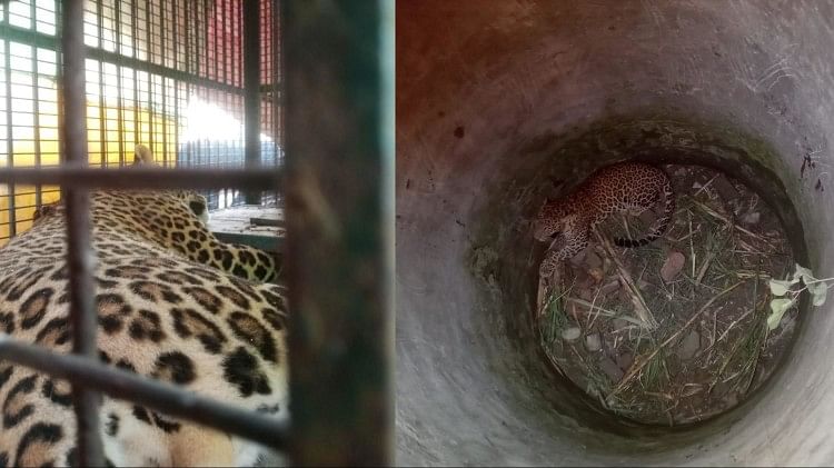 La chute d’un léopard d’Amroha dans un puits sauvé après 32 heures par des agents forestiers laissés dans la réserve de tigres