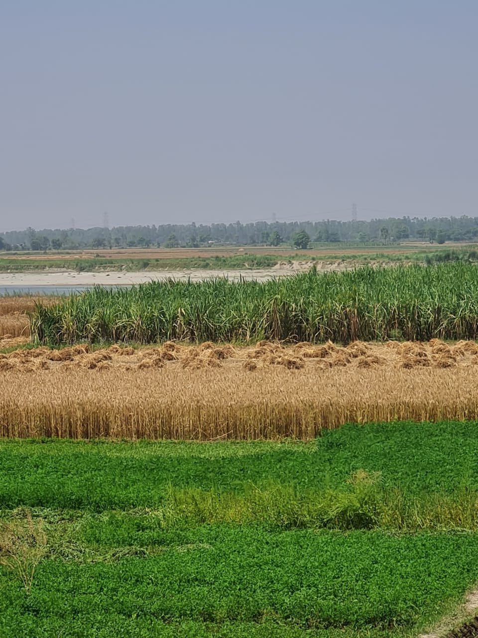 चौसाना क्षेत्र में यमुना नदी की भूमि पर बोई गई फसल।