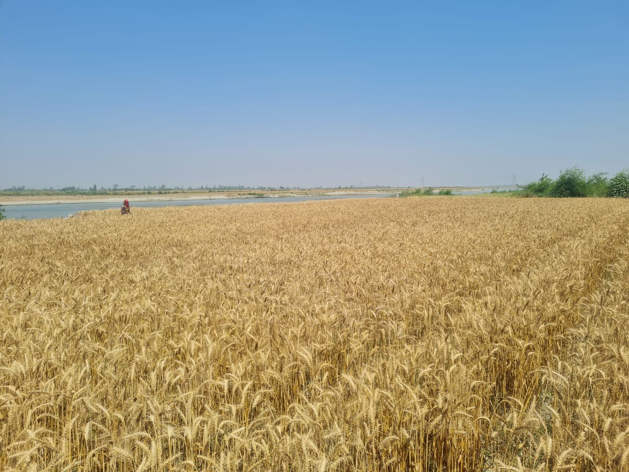 चौसाना क्षेत्र में यमुना नदी की भूमि पर बोई गई गेहूं की फसल।
