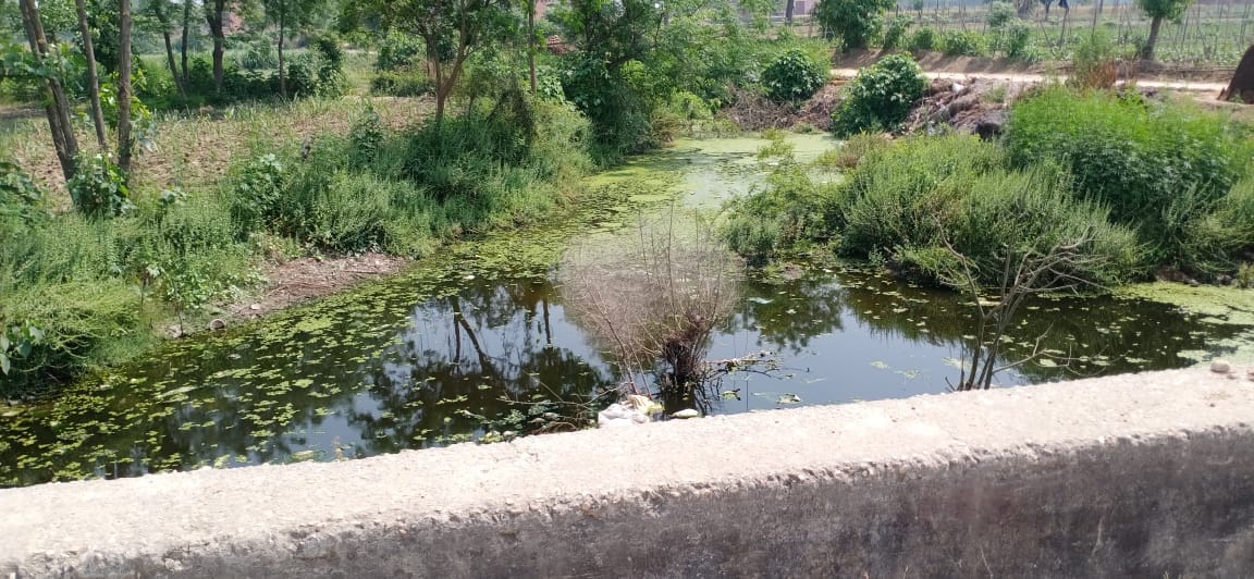 नागल क्षेत्र में प्रदूषित हुई काली नदी