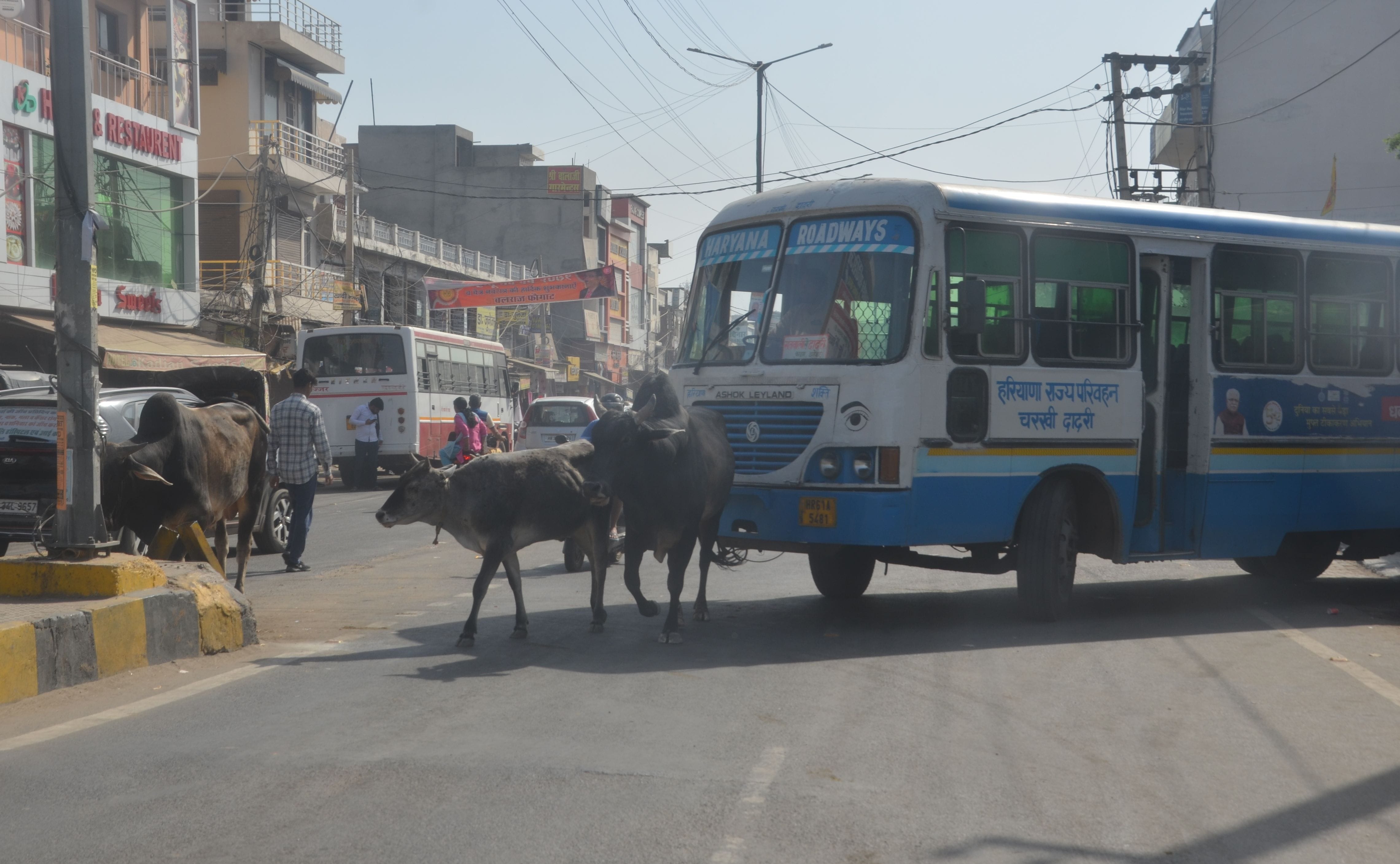 बस स्टैंड रोड पर बस के सामने खड़ा लावारिस गोवंश। बस स्टैंड रोड पर बस के सामने खड़ा लावारिस गोवंश।