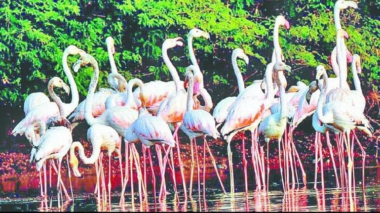 Agra: La portée du sanctuaire d’oiseaux de Sur Sarovar pourrait augmenter, le gouvernement de l’État a également accepté la suggestion du Comité central habilité