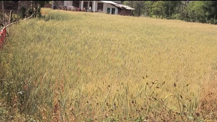 Difficile : situation semblable à la sécheresse dans l’État, la production de blé devrait diminuer de 25 %