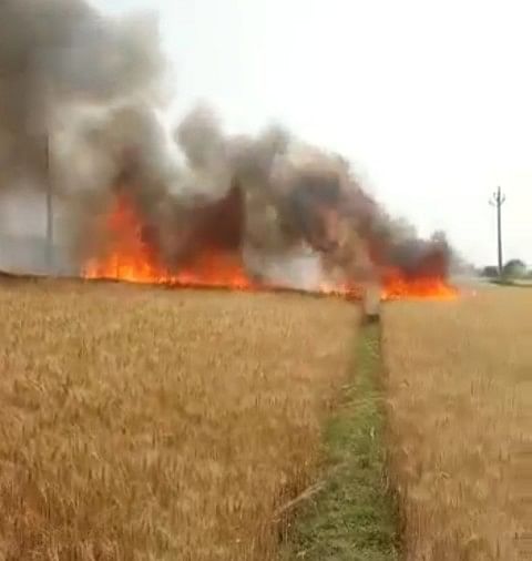Six Bighas de récolte de blé brûlés à cause de Chara Ngari