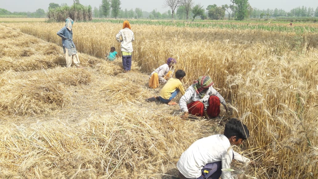 गेहूं की कटाई करते किसान गेहूं की कटाई करते किसान