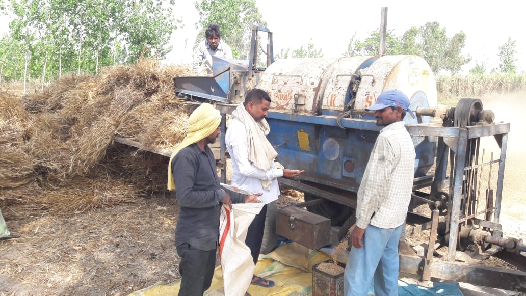 गेहूं के दाने देखते हुए किसान गेहूं के दाने देखते हुए किसान