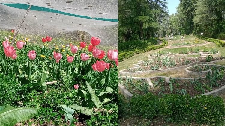 Les tulipes ont fleuri et fané 15 jours avant qu’il n’y ait pas de pluie