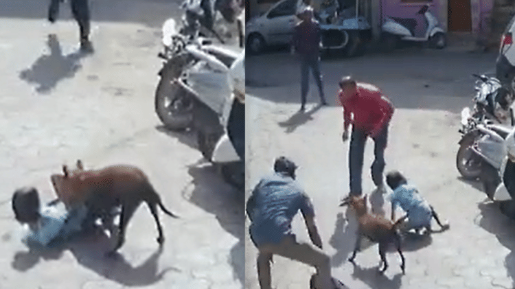 Madhya Pradesh A Dog Attacks 6 Year Old In Vidisha District City 