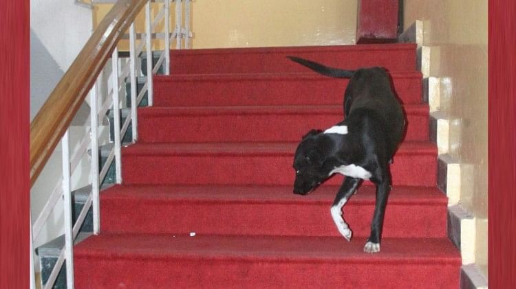Lucknow Municipal Corporation ira devant la Cour suprême pour lever l’interdiction d’attraper des chiens errants