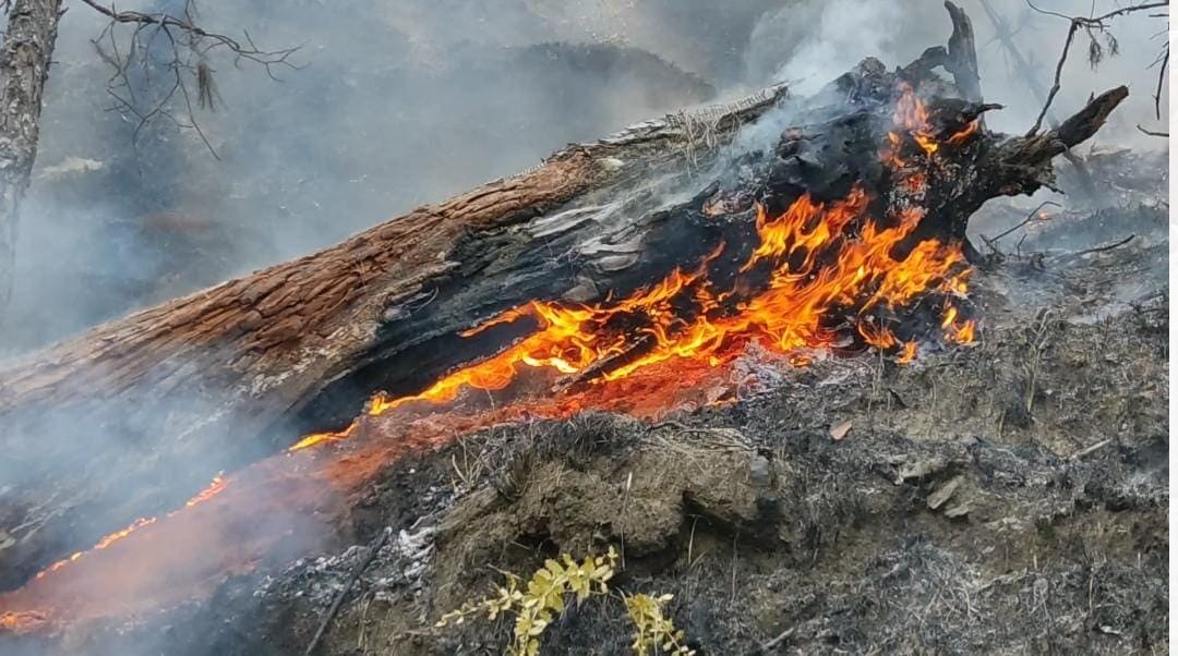 बैजनाथ रेंज के अणां के जंगल में सड़े पेड़ों पर लगी आग