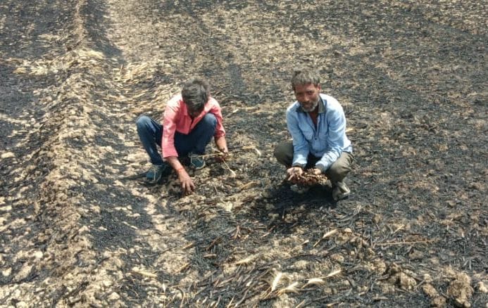  खेतों पर जली गेहूं की बालियां निहारते किसान। संवाद