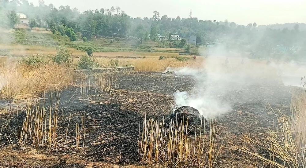 बागेश्वर के घांघली में आग से जले गेहूं के खेत। विज्ञप्ति बागेश्वर के घांघली में आग से जले गेहूं के खेत। विज्ञप्ति