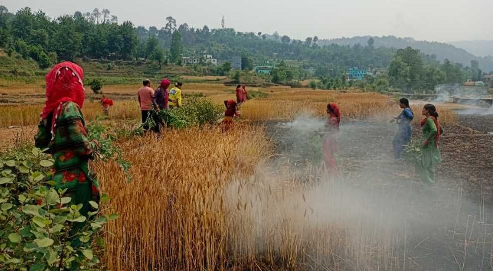 बागेश्वर के घांघली में गेहूं के खेत में लगी आग बुझाते किसान। विज्ञप्ति बागेश्वर के घांघली में गेहूं के खेत में लगी आग बुझाते किसान। विज्ञप्ति
