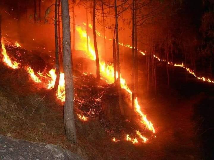 अल्मोड़ा के स्थानीय जंगलों में लगी आग अल्मोड़ा के स्थानीय जंगलों में लगी आग