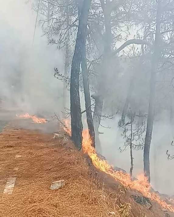 बागेश्वर के गढ़खेत के जंगल में लगी आग। विज्ञप्ति बागेश्वर के गढ़खेत के जंगल में लगी आग। विज्ञप्ति