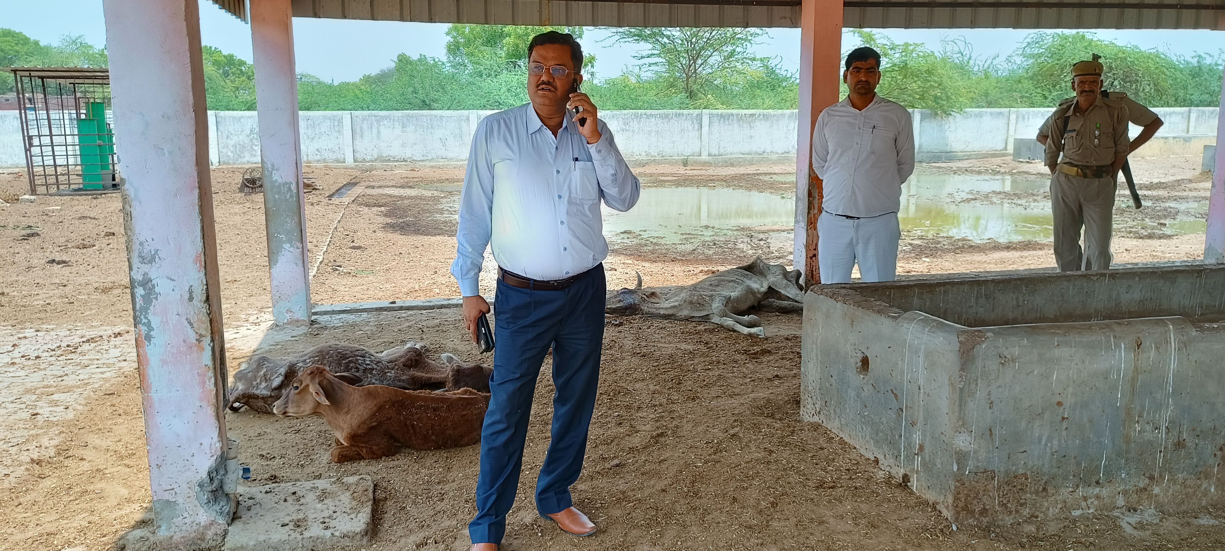 गोशाला में मृत व भूख से तड़पते गोवंश व जिम्मेदारों को फोन पर फटकार लगाते एसडीएम। संवाद गोशाला में मृत व भूख से तड़पते गोवंश व जिम्मेदारों को फोन पर फटकार लगाते एसडीएम। संवाद