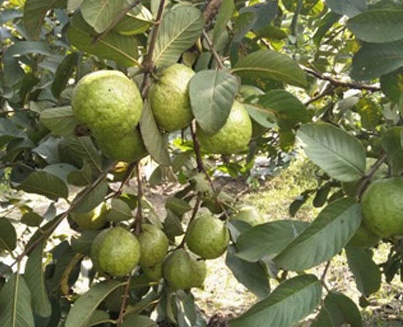 पंतनगर में विकसित तकनीक से उगाए गए अमरूद। पंतनगर में विकसित तकनीक से उगाए गए अमरूद।