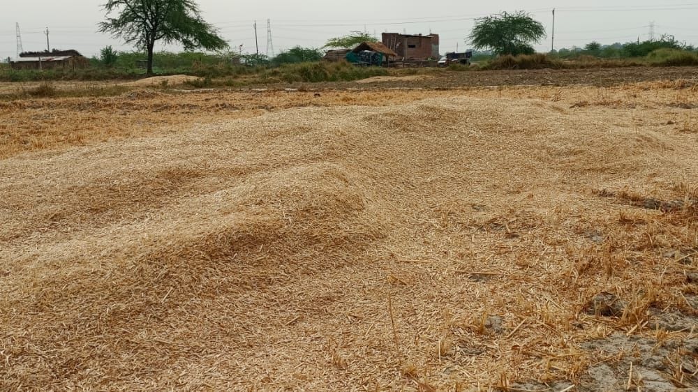 आंधी से खेतों में उड़ कर पहुंचा भूसा। संवाद आंधी से खेतों में उड़ कर पहुंचा भूसा। संवाद
