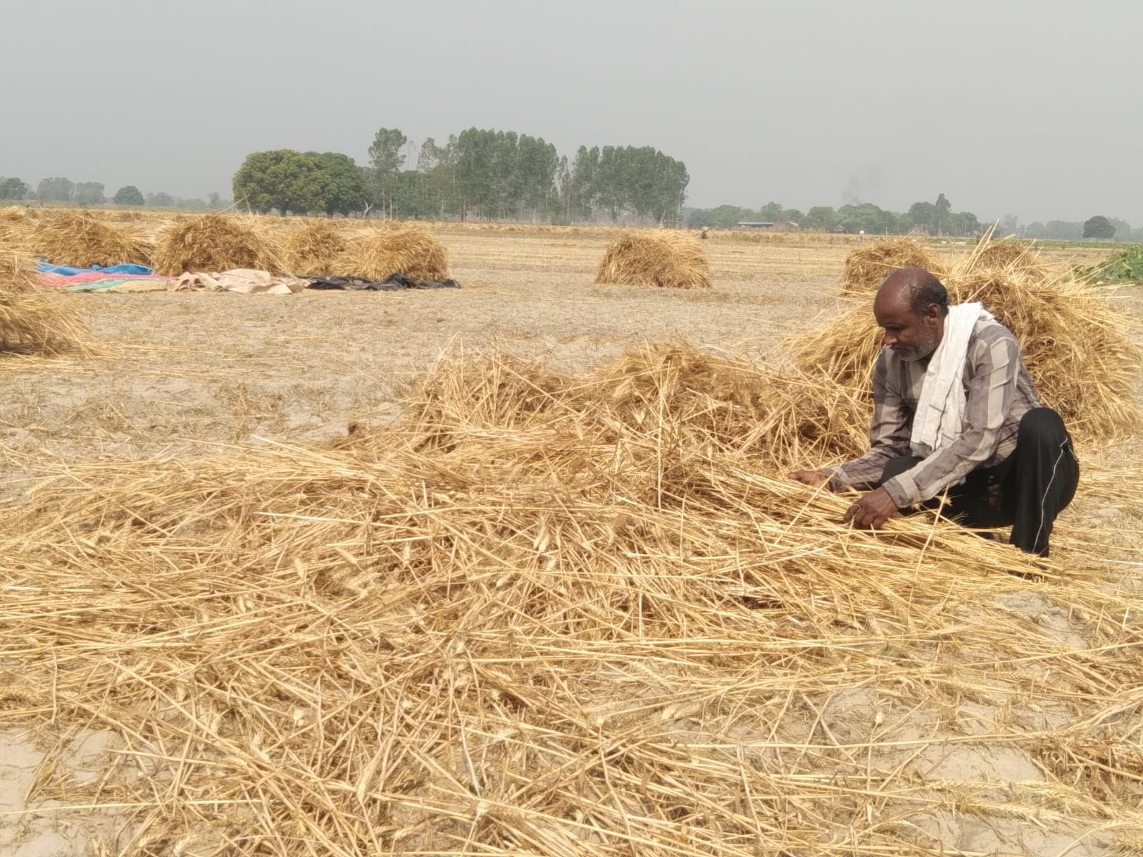 फंफूद क्षेत्र में आंधी से उड़ी गेहूं की फसल बटोरता किसान। संवाद फंफूद क्षेत्र में आंधी से उड़ी गेहूं की फसल बटोरता किसान। संवाद