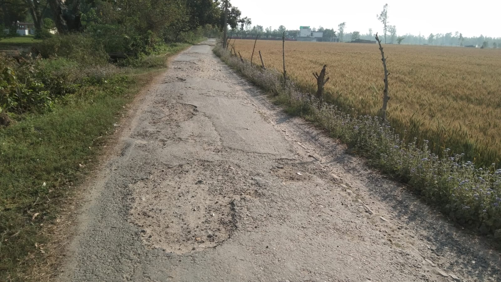 कलीनगर से शाहगढ़ जाने वाली सड़क हुई जर्जर। संवाद कलीनगर से शाहगढ़ जाने वाली सड़क हुई जर्जर। संवाद