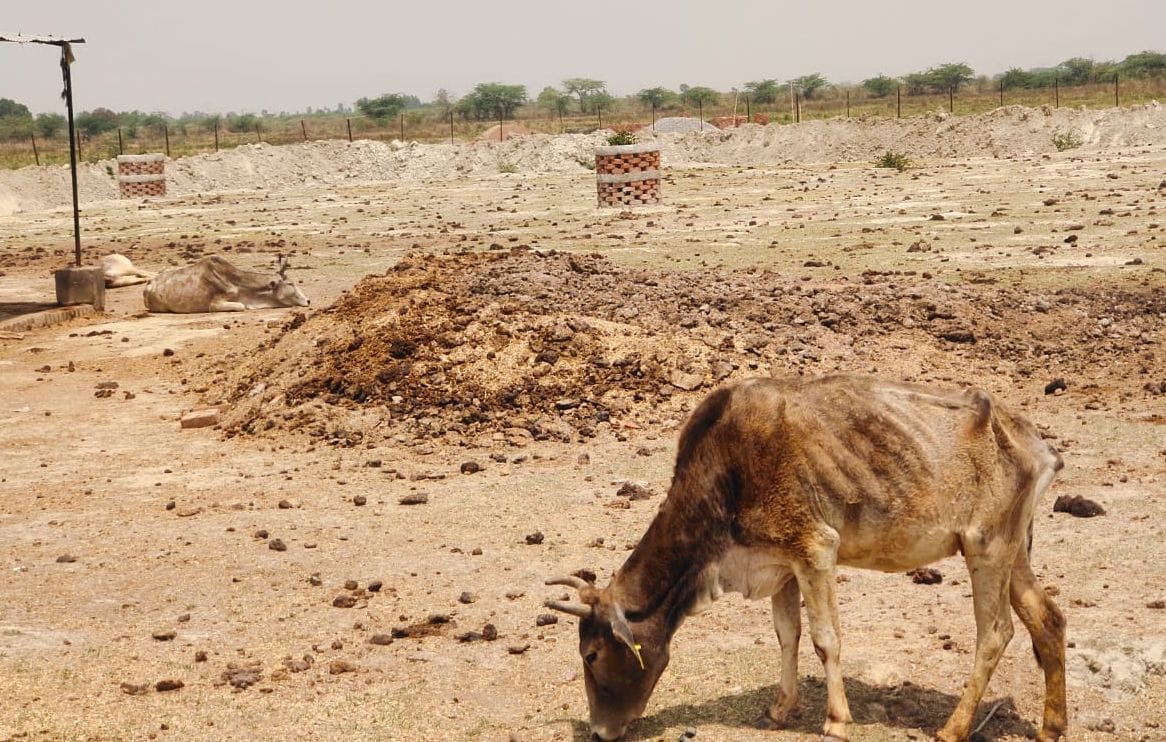 सोनिक गोशाला में तेज धूप में मरणासन्न हालत में पड़ा मवेशी। संवाद सोनिक गोशाला में तेज धूप में मरणासन्न हालत में पड़ा मवेशी। संवाद