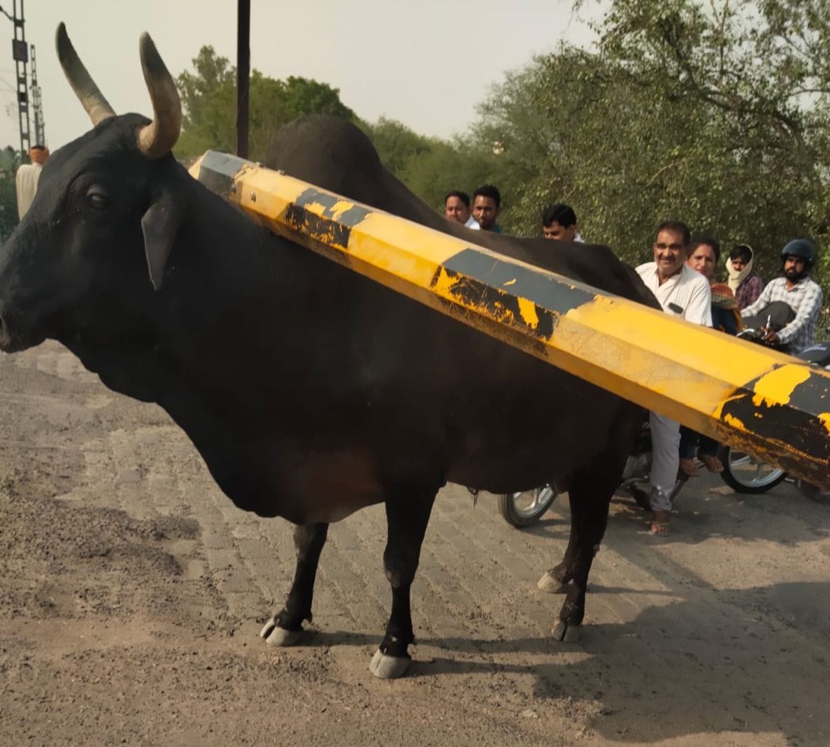 उकलाना-भूना रोड पर रेलवे फाटक के नीचे फंसा सांड़।