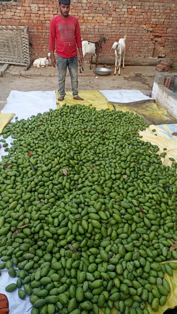 गढ़ीपुख्ता क्षेत्र के गांव बुंटा में आम की फसल के नुकसान को देखता बाग मालिक। गढ़ीपुख्ता क्षेत्र के गांव बुंटा में आम की फसल के नुकसान को देखता बाग मालिक।