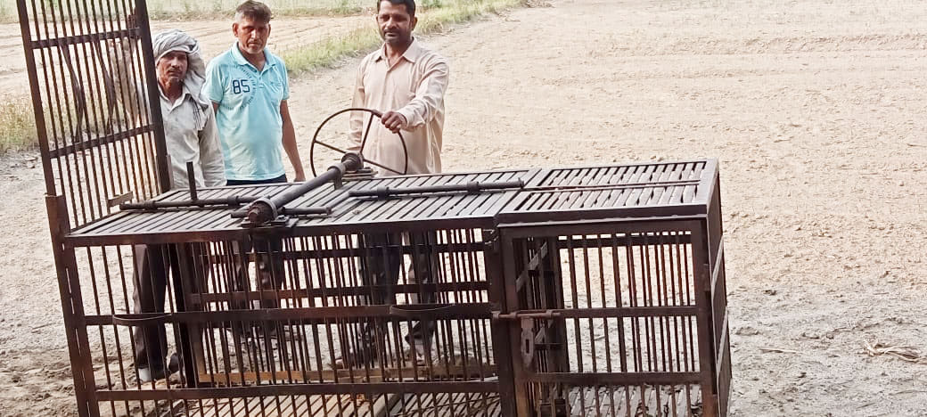गांव खिलवाई में तेंदुए को पकड़ने के लिए पिंजरा लगाते वन कर्मी। गांव खिलवाई में तेंदुए को पकड़ने के लिए पिंजरा लगाते वन कर्मी।