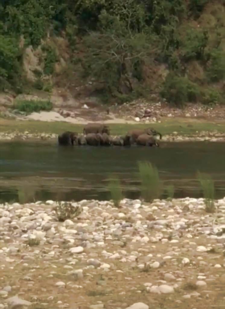 बहराल पहुंचा हाथियों का झुंड। संवाद बहराल पहुंचा हाथियों का झुंड। संवाद