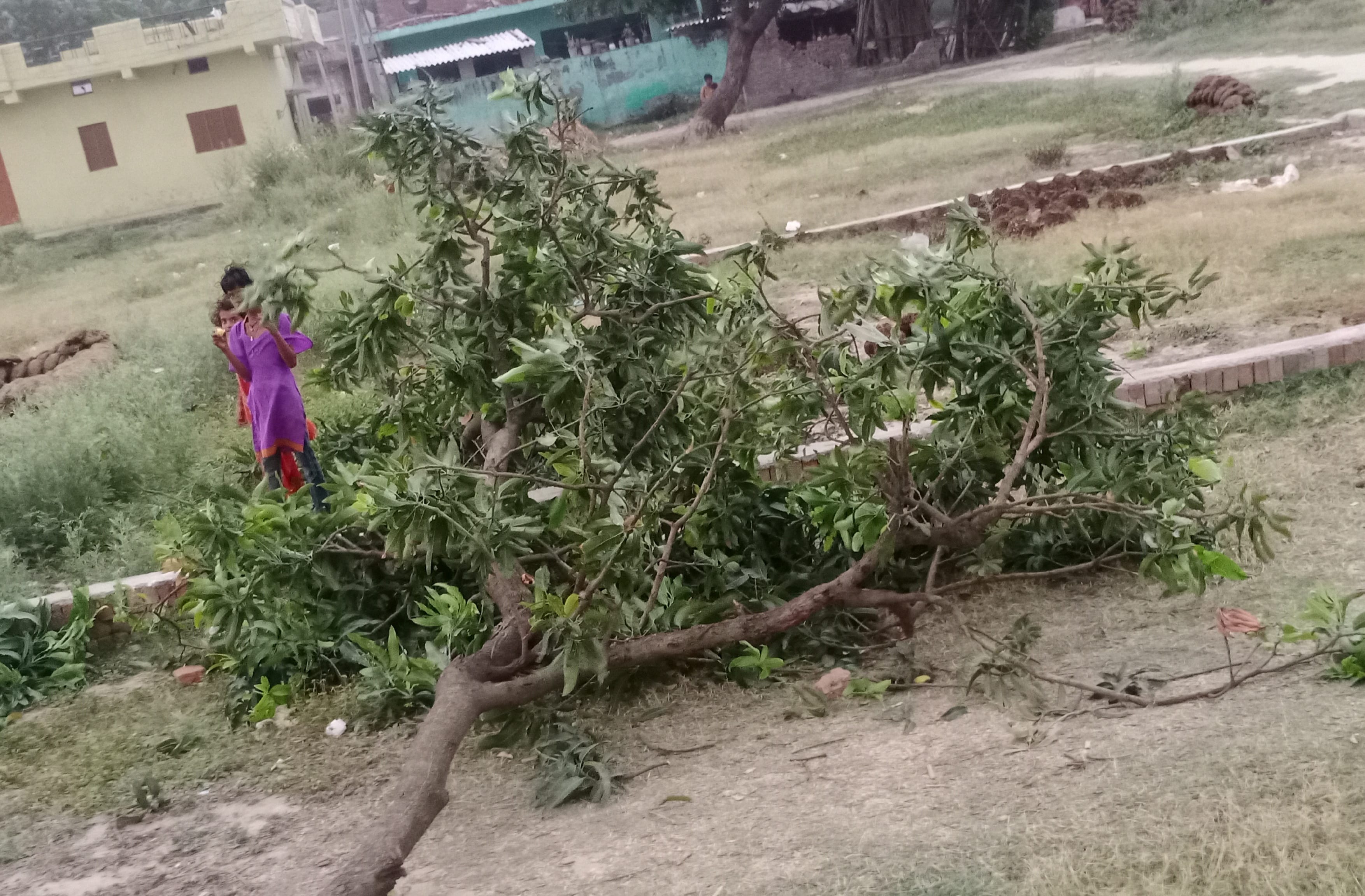 भोपा में तेज हवा से टूट कर जमीन पर पड़ा आम का पेड़। भोपा में तेज हवा से टूट कर जमीन पर पड़ा आम का पेड़।