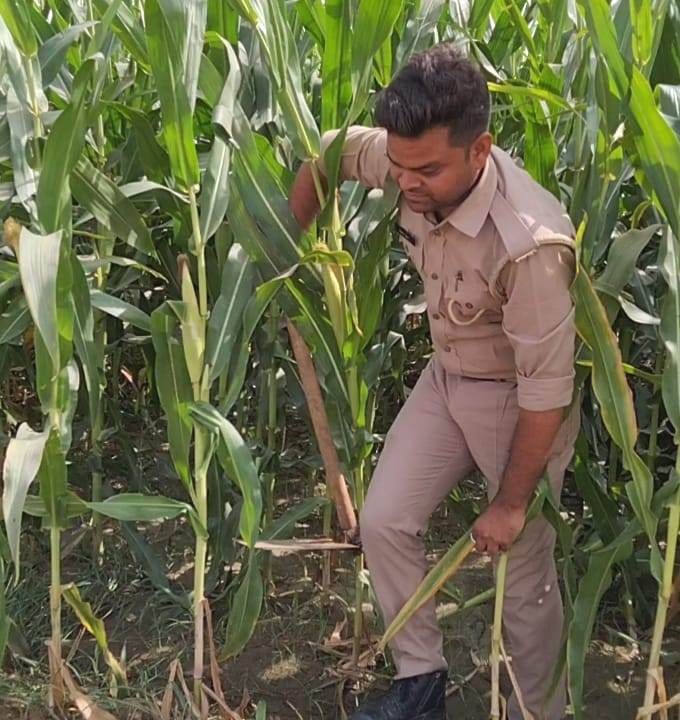 मक्का के खेत से फावड़ा निकालता पुलिसकर्मी। संवाद मक्का के खेत से फावड़ा निकालता पुलिसकर्मी। संवाद