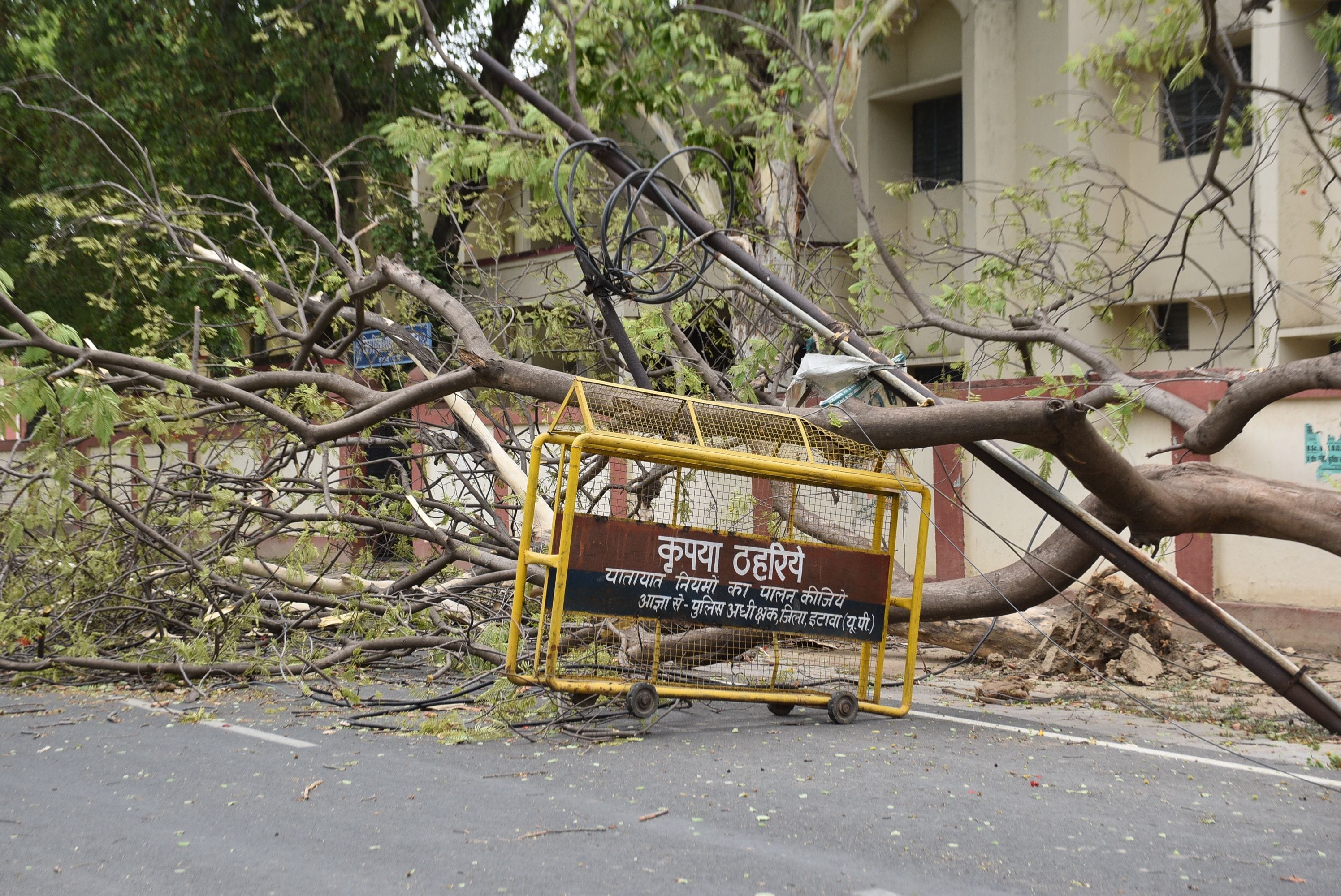 डायट के गेट के पास जड़ से उखड़े दो पेड़, बाधित सड़क। संवाद