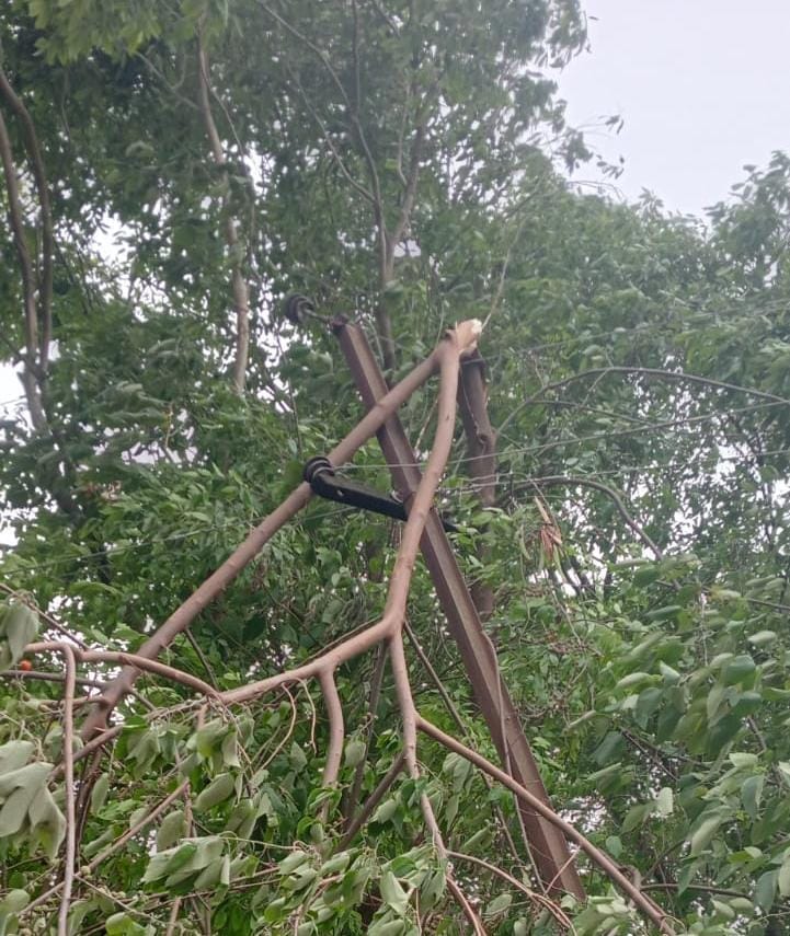 बिजली लाइन पर गिरा आंधी में टूटा पड़ा पेड़ बिजली लाइन पर गिरा आंधी में टूटा पड़ा पेड़
