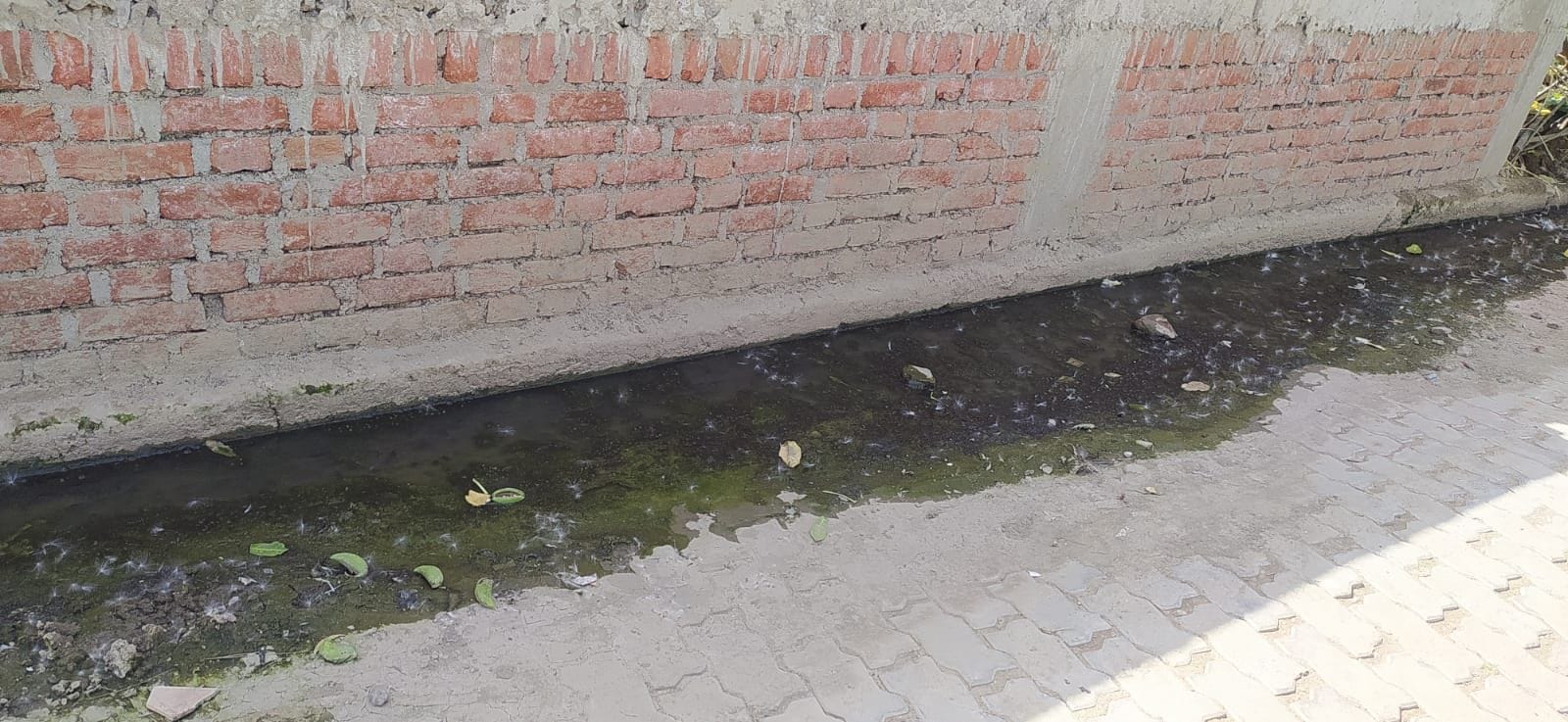 फोटो25एयूआरपी 17- गोविंद नगर मोहल्ले में सफाई न होने से नाली में भरी गंदगी में जमा काई। संवाद फोटो25एयूआरपी 17- गोविंद नगर मोहल्ले में सफाई न होने से नाली में भरी गंदगी में जमा काई। संवाद