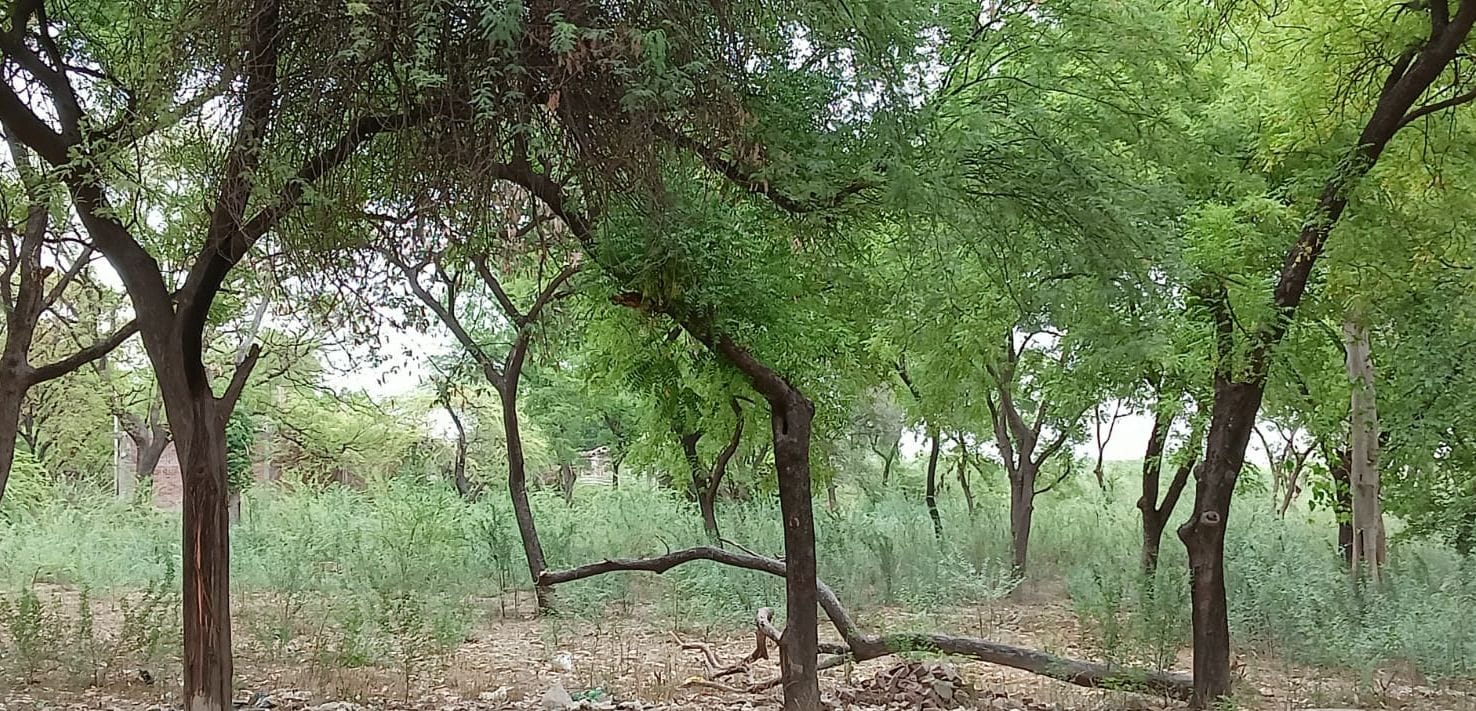 किशनपुर गल्ला मंडी का मैदान बना जंगल। संवाद किशनपुर गल्ला मंडी का मैदान बना जंगल। संवाद
