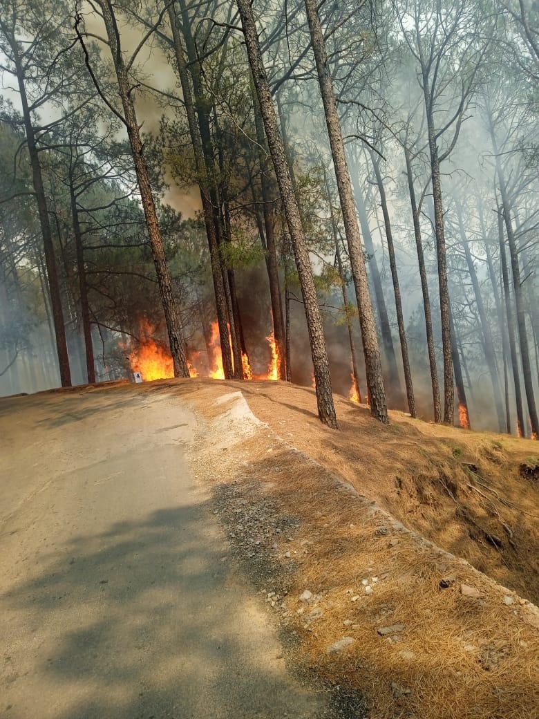 उधमपुर। पंचैरी के पट्ठी पंगारा के जंगलों में लगी आग की चपेट में आया उधमपुर पंचैरी रोडट्ठ