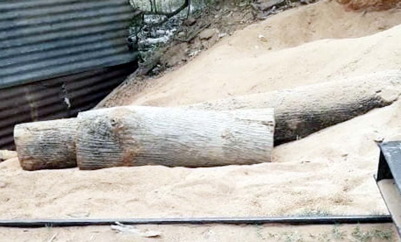 खुटार में एक आरा मशीन पर पड़ी जंगल से काटे गए पेड़ की बोटें