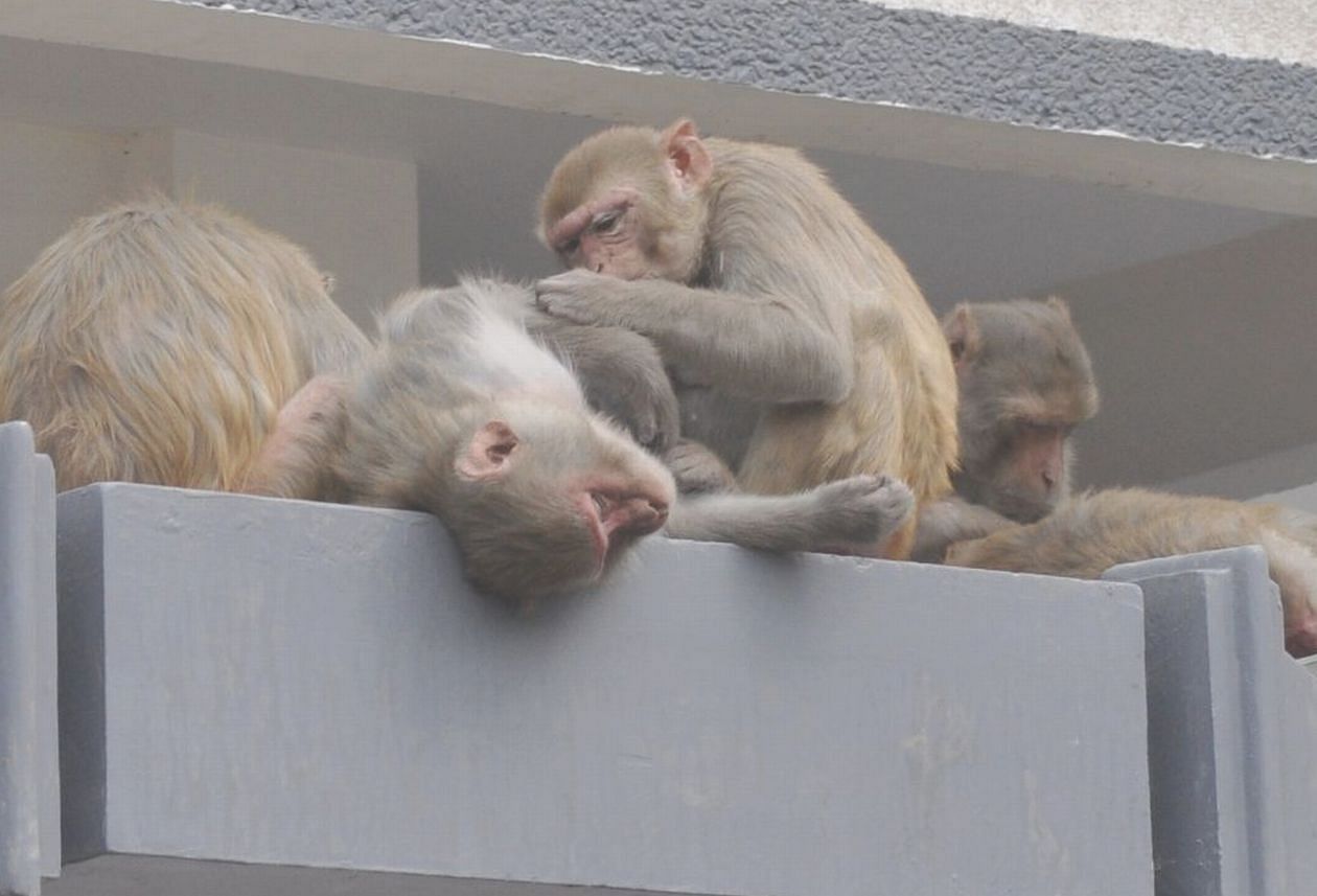 शिवपुरी कालोनी में एक मकान की दीवार पर बैठे बंदर। संवाद