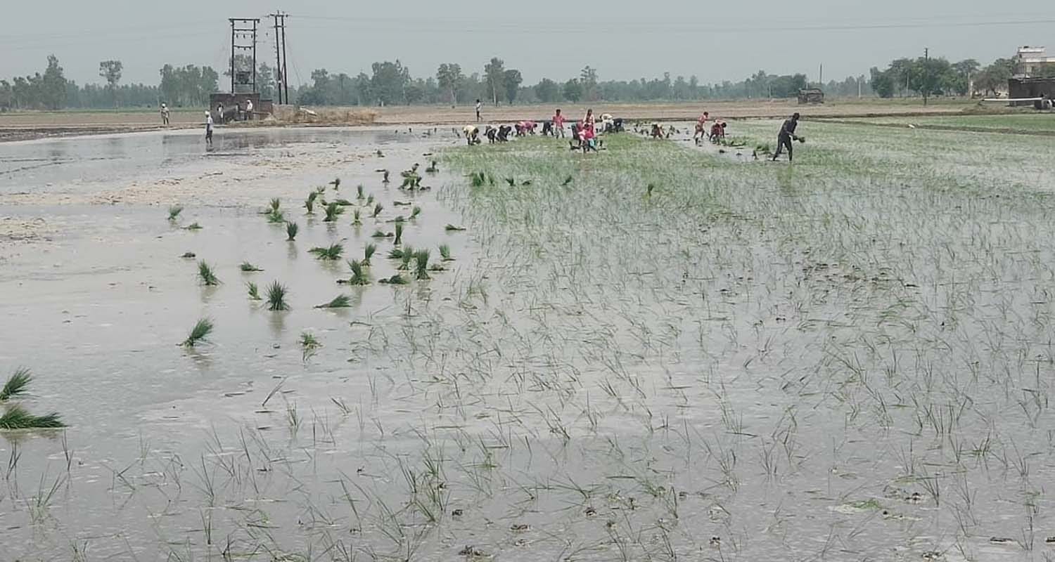 पुवायां क्षेत्र में धान की रोपाई करते श्रमिक