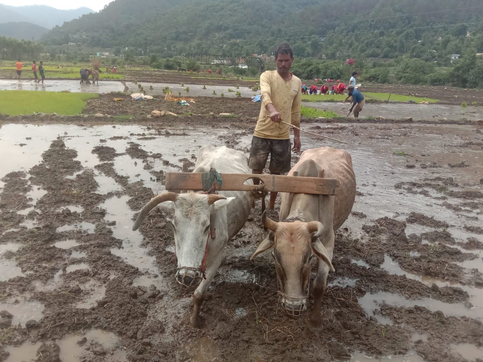 सोमेश्वर की बोरारो घाटी में धान की रोपाई के लिए खेत समतल करता किसान। संवाद न्यूज एजेंसी