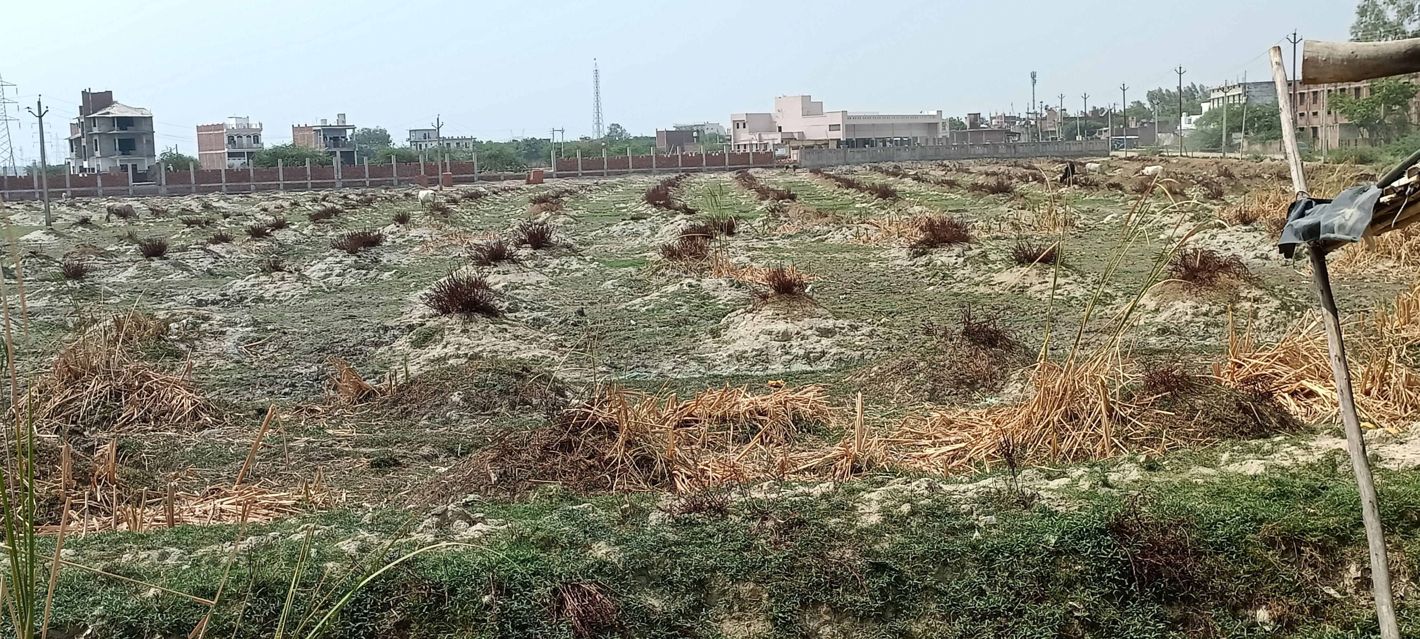 वन विभाग की इसी जमीन पर पिछले वर्ष लगाए गए थे पौधे। संवाद वन विभाग की इसी जमीन पर पिछले वर्ष लगाए गए थे पौधे। संवाद