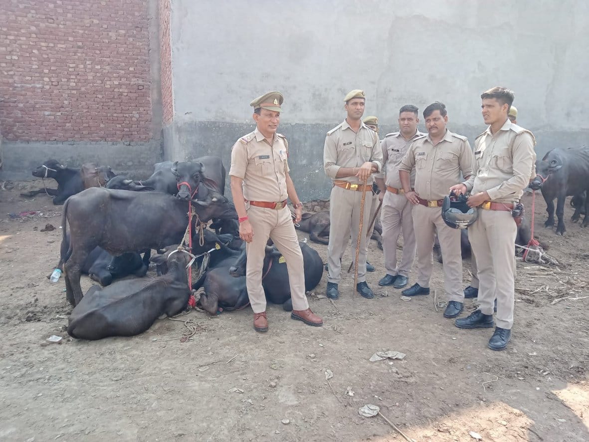 बागपत के पुराना कस्बे में पकड़े गए पशुओं के पास खड़ी कोतवाली पुलिस बागपत के पुराना कस्बे में पकड़े गए पशुओं के पास खड़ी कोतवाली पुलिस