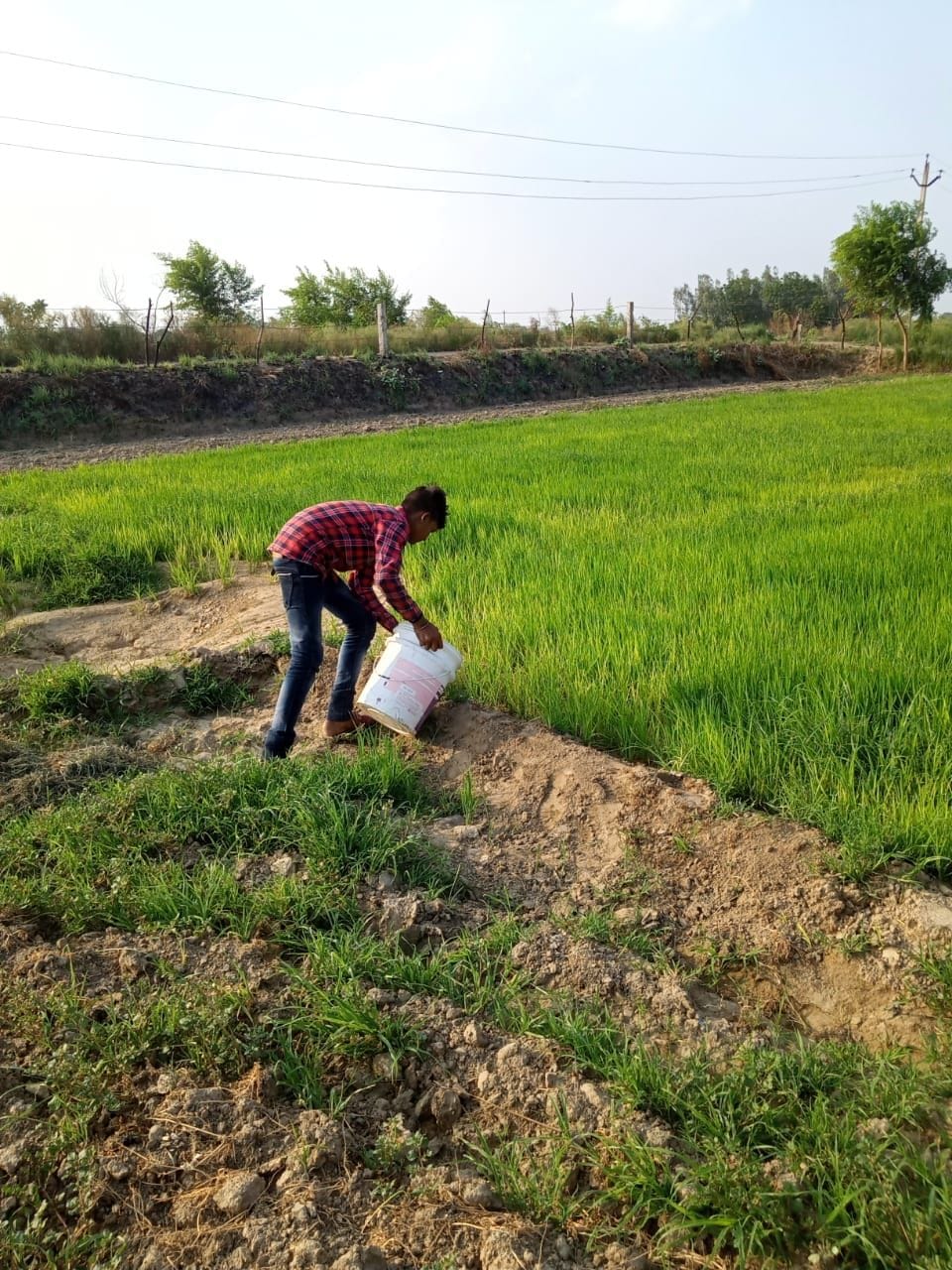बाल्टी से नर्सरी में पानी डालता बच्चा। संवाद बाल्टी से नर्सरी में पानी डालता बच्चा। संवाद