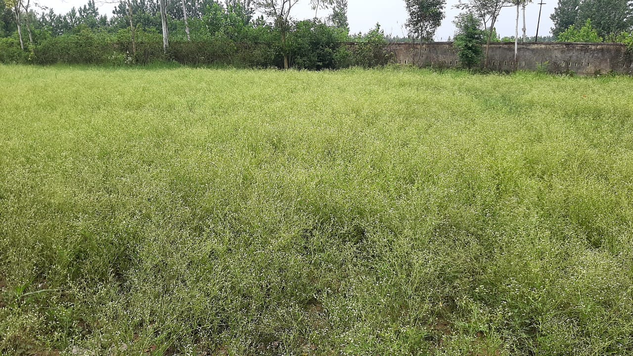 महाविद्यालय परिसर में खड़ी घास महाविद्यालय परिसर में खड़ी घास