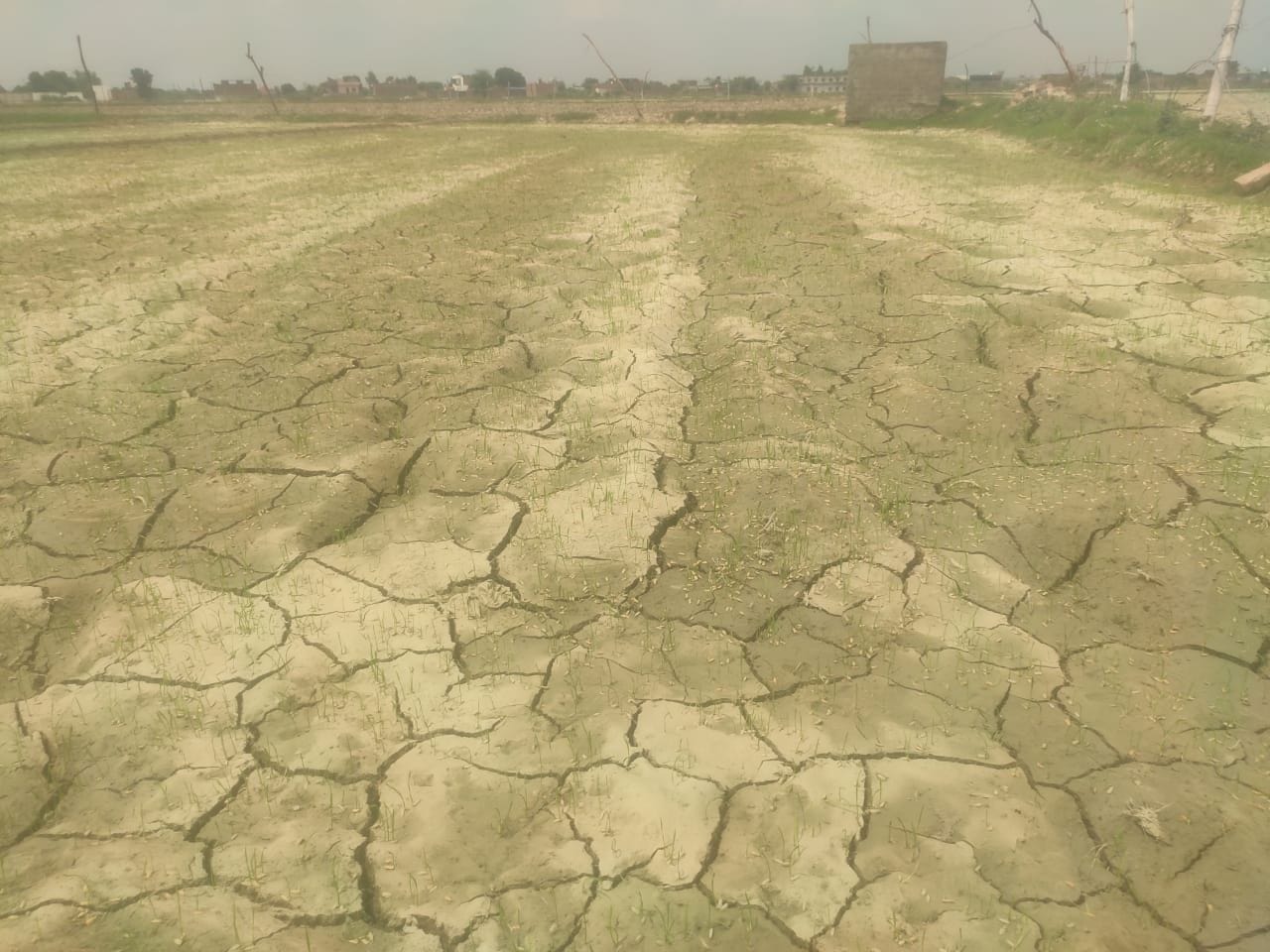 बारिश न होने व पानी न मिलने से खेत में पड़ीं दरारें। संवाद