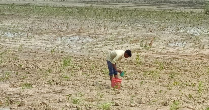 जमुहा में रोपे गए पौधों में बाल्टी से पानी डालता युवक। संवाद
